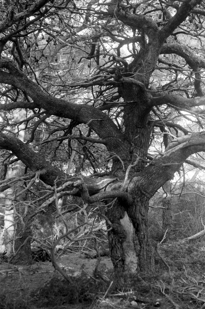 Crno bijela fotografija: golemi suhi bor u šumi na otoku